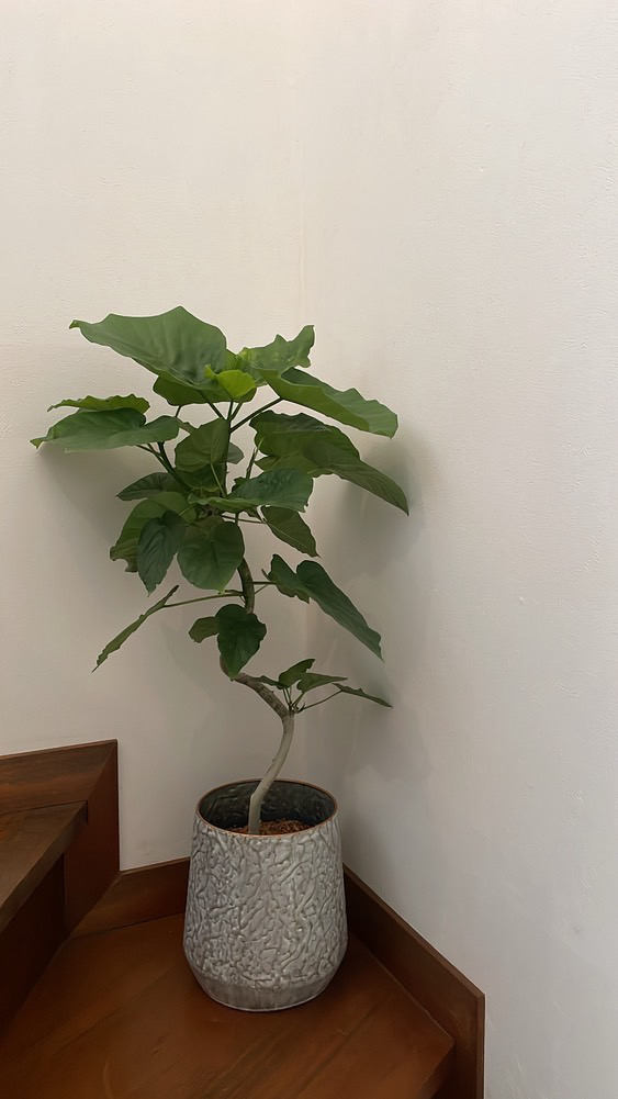 お部屋のコーディネート