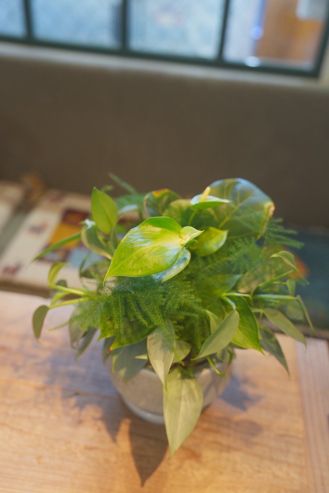 観葉植物の寄せ植え